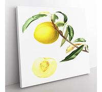 A Peach Tree by Giorgio Gallesio Vintage Canvas Wall Art Print Ready to Hang, Framed Picture for Living Room Bedroom Home Office Décor, 35x35 cm (14x14 Inch)