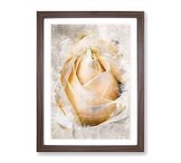 A Peach Yellow Rose In Abstract Modern Framed Wall Art Print, Ready to Hang Picture for Living Room Bedroom Home Office Décor, Walnut A4 (34 x 25 cm)