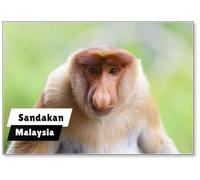 A Proboscis Monkey, Sandakan., Fridge Magnet