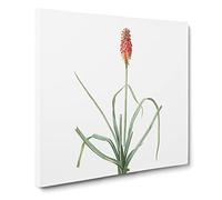 A Red Hot Poker Flower by Pierre Joseph Redoute Canvas Print | Gallery Wrapped 30mm Frame Wall Art | 14x14 inches | Ready to Hang | Retro Floral Picture | Living Room Bedroom Lounge Office