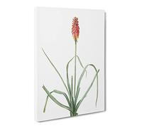 A Red Hot Poker Flower By Pierre Joseph Redoute Canvas Print | Gallery Wrapped 30mm Frame Wall Art | 30x20 inches | Ready to Hang | Retro Floral Picture | Living Room Bedroom Lounge Office