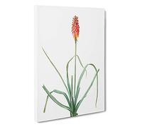 A Red Hot Poker Flower by Pierre-Joseph Redoute Canvas Print | Gallery Wrapped 30mm Frame Wall Art | 30x20 inches | Ready to Hang | Modern Floral Picture | Living Room Bedroom Lounge Office