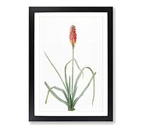 A Red Hot Poker Flower by Pierre-Joseph Redoute Framed Print | A2 Black Framed Wall Art | Ready to Hang | Modern Floral Picture | Living Room Bedroom Lounge Office