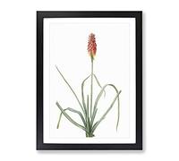 A Red Hot Poker Flower By Pierre Joseph Redoute Vintage Framed Print | A3 Black Framed Wall Art | Ready to Hang | Classic Floral Picture | Living Room Bedroom Lounge Office