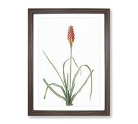 A Red Hot Poker Flower By Pierre Joseph Redoute Vintage Framed Print | A3 Walnut Framed Wall Art | Ready to Hang | Classic Floral Picture | Living Room Bedroom Lounge Office