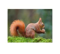 A red squirrel eating a nut on a mossy trunk，Jigsaw Puzzles for Adults 1000 Piece, Teens Boys Girls Puzzles Sturdy Tight Fitting Pieces,Letters On Back for Ideal Challenging And Gift（50x70cm）-I52