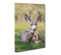 A Resting Deer Canvas Print | Gallery Wrapped 30mm Frame Wall Art | 24x16 inches | Ready to Hang | Modern Animals Picture | Living Room Bedroom Lounge Office
