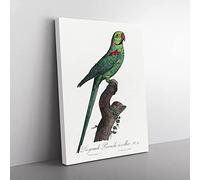 A Rose Ringed Parakeet By F. Levaillant Vintage Canvas Wall Art Print Ready to Hang, Framed Picture for Living Room Bedroom Home Office Décor, 76x50 cm (30x20 Inch)