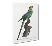 A Rose Ringed Parakeet By F. Levaillant Vintage Canvas Wall Art Print Ready to Hang, Framed Picture for Living Room Bedroom Home Office Décor, 24x16 Inch (60x40 cm)