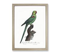 A Rose Ringed Parakeet By F. Levaillant Vintage Framed Wall Art Print, Ready to Hang Picture for Living Room Bedroom Home Office Décor, Oak A4 (34 x 25 cm)