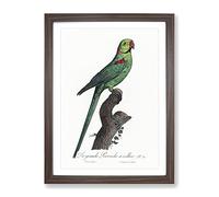 A Rose Ringed Parakeet By F. Levaillant Vintage Framed Wall Art Print, Ready to Hang Picture for Living Room Bedroom Home Office Décor, Walnut A2 (64 x 46 cm)