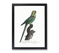 A Rose Ringed Parakeet By F. Levaillant Vintage Framed Wall Art Print, Ready to Hang Picture for Living Room Bedroom Home Office Décor, Black A3 (34 x 46 cm)