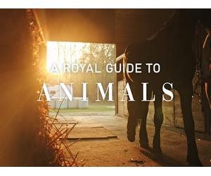 A Royal Guide To...Animals