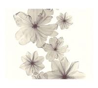 A.S. Creation Flower Bloom Pattern Botanical Floral Stripe Textured Wallpaper in Grey A.S. Creation Grey