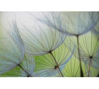A.S. Création Wallpaper Dendelions 3,75 m x 2,50 m - WALLLOVE Wallpaper Dandelions Green, Grey incl. Glue - DD129569