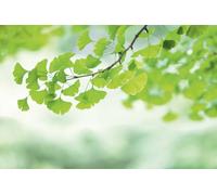 A.S. Création Wallpaper Ginkgo Branch 3,75 m x 2,50 m - WALLLOVE Wallpaper Nature & Feuilles in Green, White in lue - DD129567