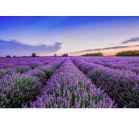 A.S. Création Wallpaper Lavender Field 3,75 m x 2,50 m - WALLLOVE Wallpaper Lavender Field in Violet, Blue in lue - DD129578