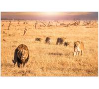 A Scene Lion Pride Including Male His Lioness Four Cubs Together Wooden Puzzle Art Fun Challenging Educational Home Decor Gift for Men Women_1000pcs