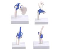 A Set Human Joints Model with Blue Ligaments, Half Life Size Shoulder Hip Elbow and Knee Joint Medical Anatomical Model, Skeleton Medical Training Model