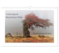 A stroke of luck for the Bavarian Forest National Park UK-Version (Wall Calendar 2026 DIN A4 Landscape), CALVENDO 12 Month Wall Calendar
