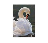 A Swan Preens Its Feathers, Moving Gracefully Fashionable Wall Decor - Hanging Art Poster And Mural12x18inch(30x45cm)