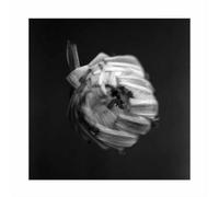 A SWARM OF THE SUN: AN EMPIRE - LP vinyl SEALED