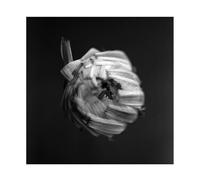 A SWARM OF THE SUN - AN EMPIRE - New Vinyl Record - 18 - V72z