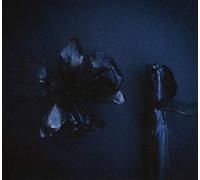 A Swarm Of The Sun - The Rifts