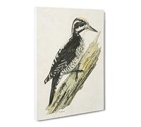 A Three Toed Woodpecker By Von Wright Canvas Print | Gallery Wrapped 30mm Frame Wall Art | 20x14 inches | Ready to Hang | Retro Picture | Living Room Bedroom Lounge Office