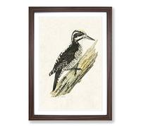 A Three-Toed Woodpecker by Von Wright Framed Print | A2 Walnut Framed Wall Art | Ready to Hang | Modern Animal Picture | Living Room Bedroom Lounge Office