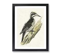 A Three Toed Woodpecker By Von Wright Vintage Framed Print | A4 Black Framed Wall Art | Ready to Hang | Classic Animal Picture | Living Room Bedroom Lounge Office