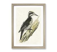 A Three Toed Woodpecker By Von Wright Vintage Framed Print | A4 Oak Framed Wall Art | Ready to Hang | Classic Animal Picture | Living Room Bedroom Lounge Office
