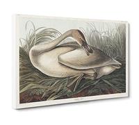 A Trumpeter Swan By John James Audubon Canvas Print | Gallery Wrapped 30mm Frame Wall Art | 24x16 inches | Ready to Hang | Retro Bird Picture | Living Room Bedroom Lounge Office