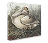 A Trumpeter Swan by John James Audubon Canvas Wall Art Print 20x20 Inch