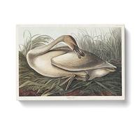 A Trumpeter Swan By John James Audubon Vintage Canvas Wall Art Print Ready to Hang, Framed Picture for Living Room Bedroom Home Office Décor, 76x50 cm (30x20 Inch)