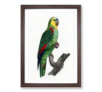 A Turquoise-Fronted Amazon Parrot by F. Levaillant Framed Print | A2 Walnut Framed Wall Art | Ready to Hang | Modern Animal Picture | Living Room Bedroom Lounge Office