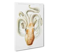A Velodona Octopus by Carl Chun Canvas Print | Gallery Wrapped 30mm Frame Wall Art | 30x20 inches | Ready to Hang | Modern Animals Picture | Living Room Bedroom Lounge Office