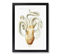 A Velodona Octopus by Carl Chun Framed Print | A2 Black Framed Wall Art | Ready to Hang | Modern Animal Picture | Living Room Bedroom Lounge Office