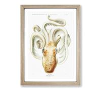 A Velodona Octopus by Carl Chun Framed Print | A2 Oak Framed Wall Art | Ready to Hang | Modern Animal Picture | Living Room Bedroom Lounge Office