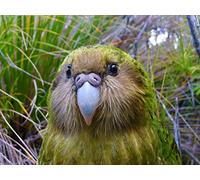 A Very Strange Bird