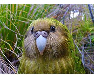 A Very Strange Bird