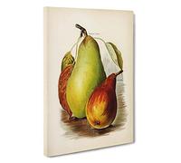 A Vintage Illustration of Pears Canvas Print | Gallery Wrapped 30mm Frame Wall Art | 30x20 inches | Ready to Hang | Classic Still Life Picture | Living Room Bedroom Lounge Office