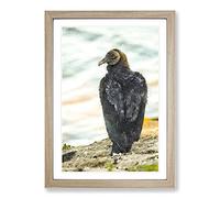 A Watchful Vulture Painting Framed Print | A2 Oak Framed Wall Art | Ready to Hang | Modern Historical Picture | Living Room Bedroom Lounge Office