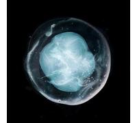 A Winged Victory for the Sullen The Undivided Five (Vinyl) 12" Album