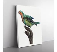 A Yellow Crowned Parakeet By F. Levaillant Vintage Canvas Wall Art Print Ready to Hang, Framed Picture for Living Room Bedroom Home Office Décor, 50x35 cm (20x14 Inch)