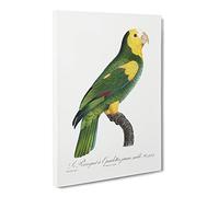 A Yellow Shouldered Amazon Parrot By F. Levaillant Canvas Print | Gallery Wrapped 30mm Frame Wall Art | 24x16 inches | Ready to Hang | Retro Animals Picture | Living Room Bedroom Lounge Office