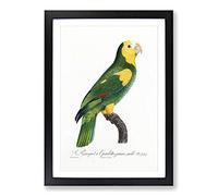 A Yellow-Shouldered Amazon Parrot by F. Levaillant Framed Print | A2 Black Framed Wall Art | Ready to Hang | Modern Animal Picture | Living Room Bedroom Lounge Office