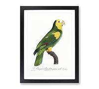 A Yellow Shouldered Amazon Parrot By F. Levaillant Vintage Framed Print | A4 Black Framed Wall Art | Ready to Hang | Classic Animal Picture | Living Room Bedroom Lounge Office