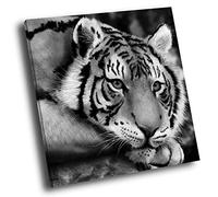 A097 Tiger Cool Black White Square Animal Canvas Picture Prints Large Wall Art