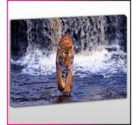 A182 Tiger Prowling at a Waterfall Framed Ready To Hang Canvas Print, Animal, Pop Street Wall Art, Picture